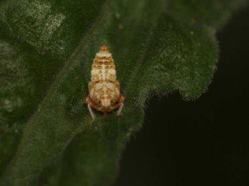 Réf. 263 099 : Orientus ishidae